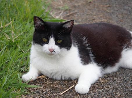 A brown-haired cat on guard on the riverbank②, JPG