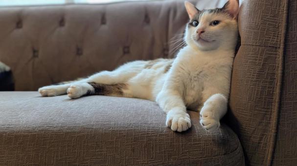 のんびり猫ちゃん のんびり猫ちゃんの写真