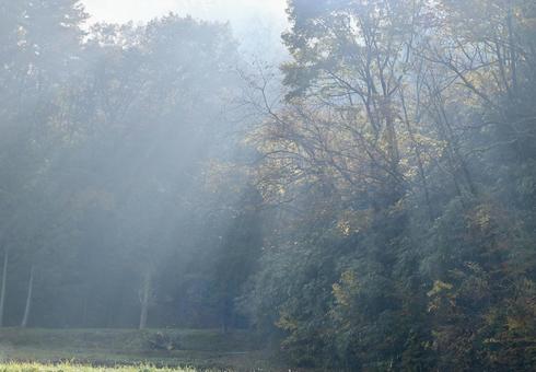幻想的な風景 霧,濃霧,自然の写真素材
