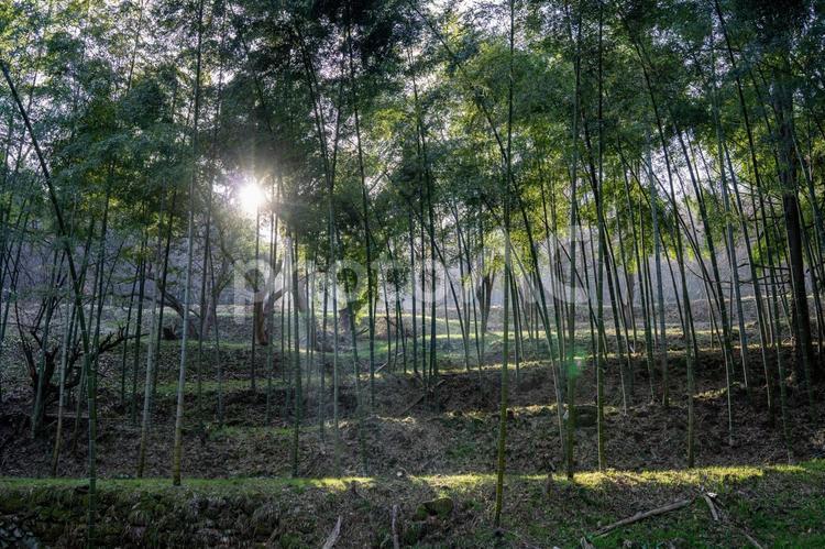竹林のある風景 竹林,竹,風景の写真素材