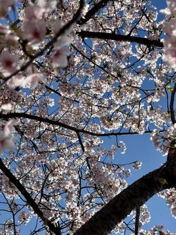 青空と桜 青空と桜の写真