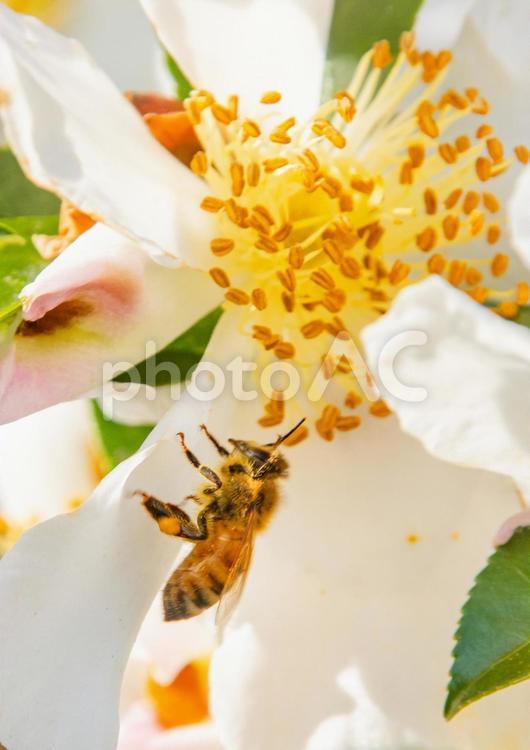 ミツバチと山茶花の花 蜜蜂,ミツバチ,花粉玉の写真素材