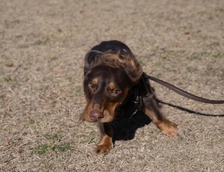不思議そうに首を傾げるダックスフンド 不思議そうに首を傾げるダックスフンド 犬,ダックスフンド,茶色の写真素材