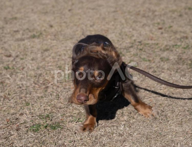 不思議そうに首を傾げるダックスフンド 犬,ダックスフンド,茶色の写真素材