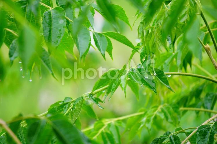せんだんの葉と水滴 せんだん,葉,植物の写真素材