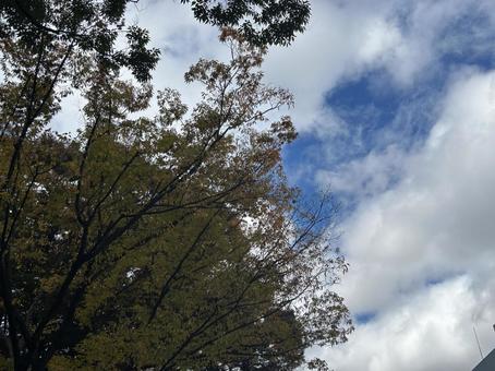 秋の空 紅葉,枯れ葉,秋の写真素材