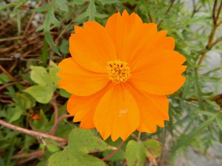 【花の写真】コスモス（秋桜）の写真