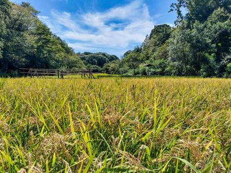 稲穂の実る初秋の稲田 舞岡公園 稲穂の実る初秋の稲田 舞岡公園 稲田,稲穂,米作りの写真素材