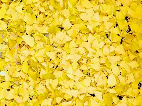 イチョウの葉の絨毯 イチョウ,銀杏,カラーリーフの写真素材