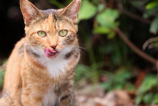 麦わら猫（ブラウンパッチドタビー）の野良 麦わら猫,ブラウンパッチドタビー,ペロリの写真素材
