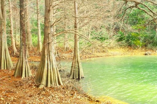 ラクウショウの生える湿地 ラクウショウの生える湿地 ラクウショウ,湿地,樹木の写真素材