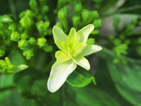 紫陽花 紫陽花の写真