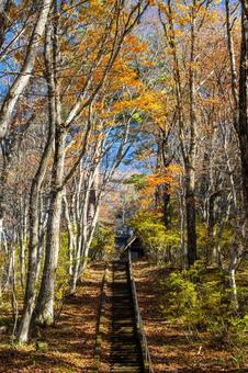 晩秋の長老神社⑶ 晩秋,紅葉,神社の写真素材