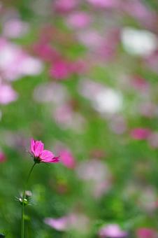 コスモス畑 コスモス畑 コスモス,こすもす,こすもす畑の写真素材