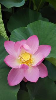 蓮の花 蓮の花の写真