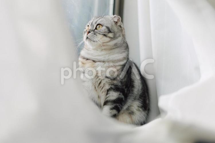 レースのカーテンと猫２ 猫,ネコ,ねこの写真素材