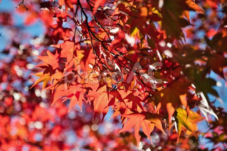 木洩れ日に映えるもみじの葉 紅葉,赤,昭和記念公園の写真素材