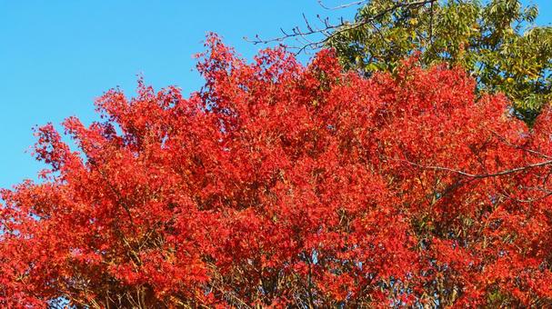 笹川湖の紅葉＆湖畔のカエデ（君津市） 秋,笹川湖,紅葉の写真素材