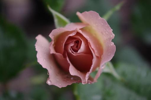 バラ 雨に濡れたサウダージのつぼみ バラ 雨に濡れたサウダージのつぼみの写真
