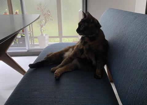 佇む猫 猫,ねこ,ペットの写真素材