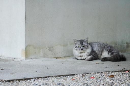 サバトラ猫 猫,野良猫,サバトラの写真素材