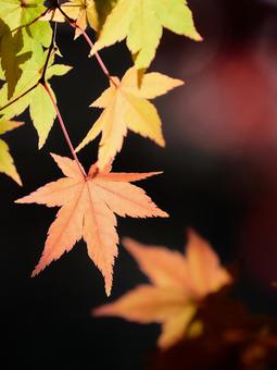 暗い背景鮮やかに色付いた楓の葉紅葉 もみじ,紅葉,カエデの写真素材