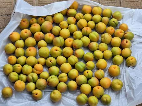 梅干し 梅干し 食べ物,背景,梅の実の写真素材