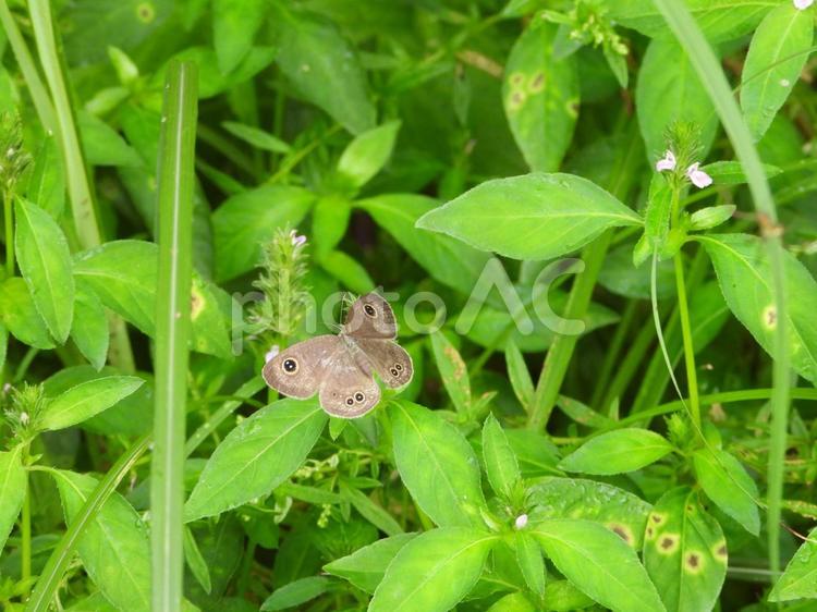 キツネノマゴの花にヒメウラナミジャノメ ヒメウラナミジャノメ,姫裏波蛇目,ypthimaの写真素材