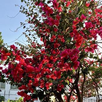 花★ブーゲンビリア 赤 花★ブーゲンビリア 赤 ブーゲンビリア,赤,花の写真素材