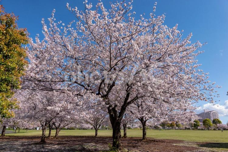 大島小松川公園　桜 大島小松川公園,江戸川区,東大島の写真素材