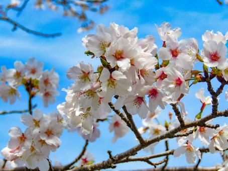 春イメージ〜満開の桜のアップ 春イメージ〜満開の桜のアップ 桜,春イメージ,ソメイヨシノの写真素材