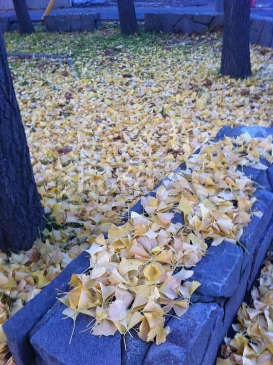 イチョウの葉 イチョウ,絨毯,秋の写真素材