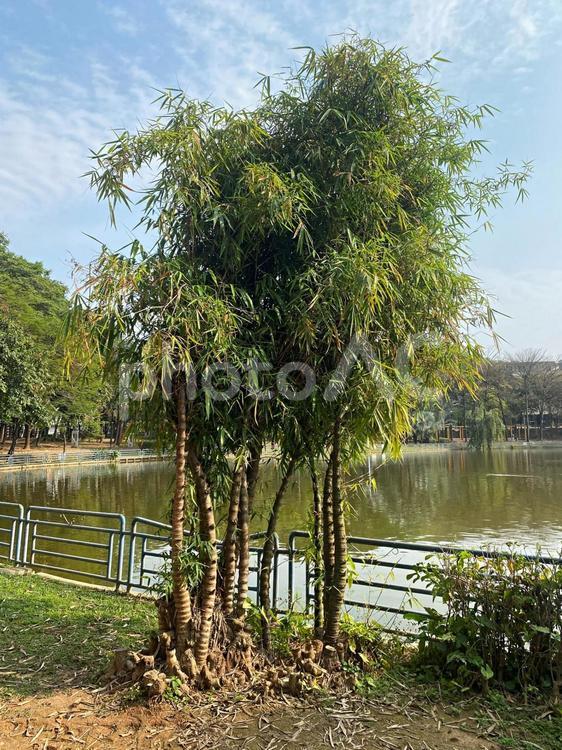 公園の木 木,緑,晴れの写真素材