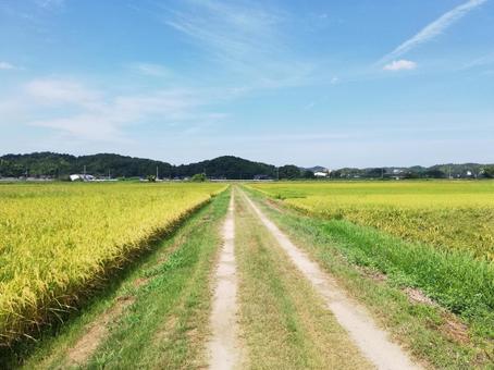 稲穂 稲穂 稲穂,田舎道,秋の写真素材