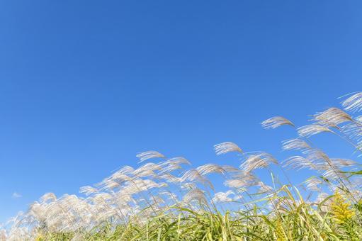 すすきと青空。秋イメージ すすきと青空。秋イメージの写真