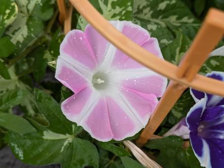 かわいいピンクの朝顔 かわいいピンクの朝顔 朝顔,花,flowerの写真素材