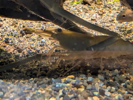 テナガエビ テナガエビの写真