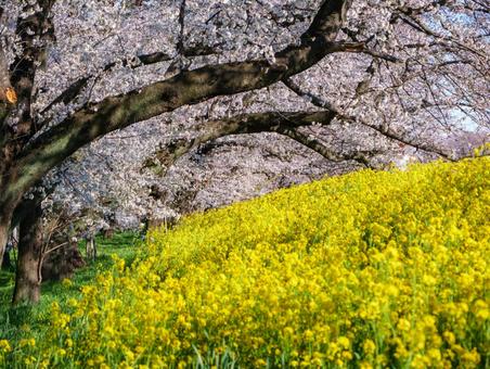 熊谷桜堤の桜 熊谷桜堤の桜の写真