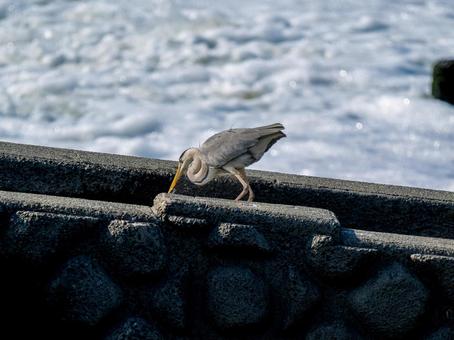 魚を食べるアオサギ 魚を食べるアオサギの写真