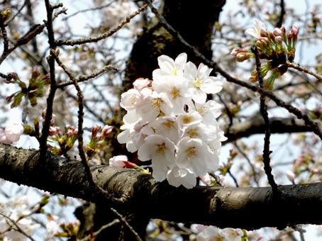 3月下旬、開花始めた住宅街のサクラ 3月下旬、開花始めた住宅街のサクラ サクラ,花,植物の写真素材
