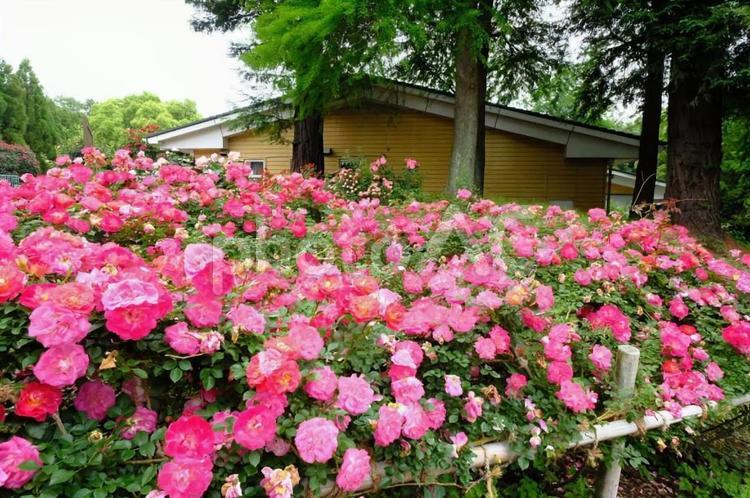バラ園　播磨中央公園 バラ,ばら,薔薇の写真素材
