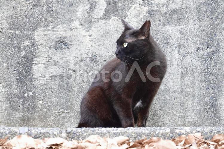 黒猫 壁 黒猫 壁 ネコ,ニャンコ,キャットの写真素材