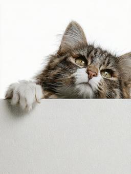 顔を出す好奇心旺盛な猫 顔を出す好奇心旺盛な猫の写真
