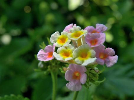 ランタナの花_02 ランタナの花_02の写真