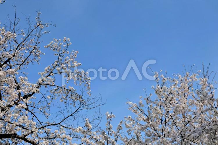蒼空を背景にした満開の千鳥ヶ淵の桜 花見,桜,満開の写真素材