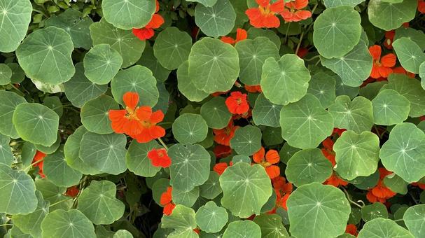 菊川町花壇の花 菊川町花壇の花の写真