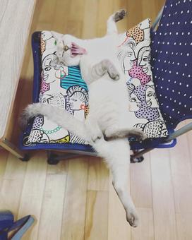 あくびしながら背伸びするねこ あくびしながら背伸びするねこ 保護猫,ブルーアイ,猫の写真素材