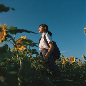 ひまわり畑を歩く女子高生の横顔 ひまわり畑を歩く女子高生の横顔の写真