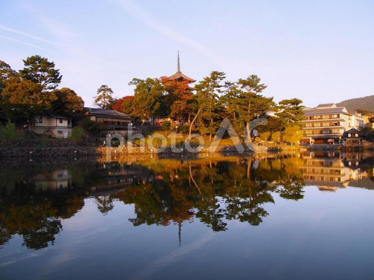夕景の猿沢池 猿沢池,奈良,秋の写真素材