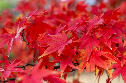 秋の赤い紅葉 紅葉,赤い葉,秋の葉の写真素材